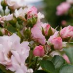 k1体育登录入口使用指南:轻松注册与登录步骤详解 1g37rwde