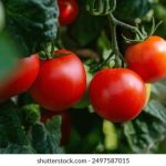 pg电子官网app下载用户评价:真实体验分享与分析 1v6j2sg5dy