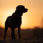 15141期足彩开奖结果揭晓:大奖花落谁家引关注 aq81x