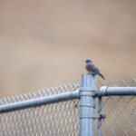 15049期开奖结果揭晓:幸运号码震撼出炉 tp345555