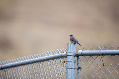 15049期开奖结果揭晓:幸运号码震撼出炉 15049期开奖结果揭晓:幸运号码震撼出炉
